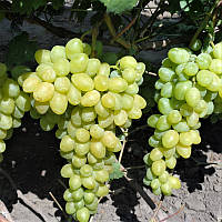 Саженцы столового винограда Слава Украине - раннего срока, крупноплодный, зимостойкий