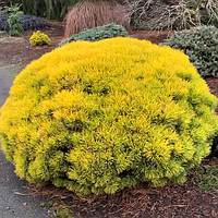 Сосна гірська Вінтерсон (Wintersonne) на штамбі С10