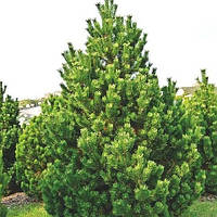 Сосна горная Унцината С3