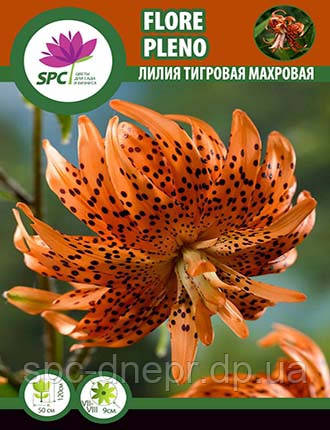 Лілія азіатська махрова тигрова Flore Pleno, фото 1