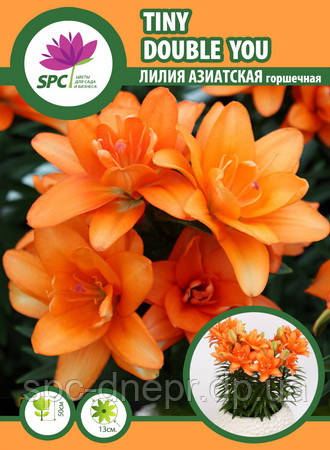 Лілія азіатська махрова Tiny Double You