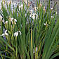 Ірис аіороподібний Крем де ля Крем — Iris pseudacorus Creme de la Crème, фото 2