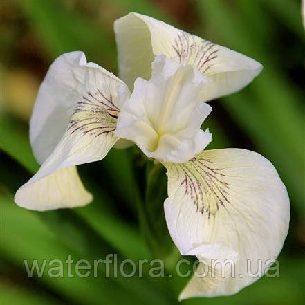 Ірис аіороподібний Крем де ля Крем — Iris pseudacorus Creme de la Crème, фото 1