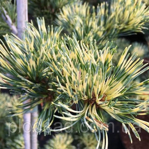 Сосна дрібновоцвіткова Фукай С5, фото 1