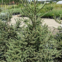 Сосна звичайна Ксавері С10