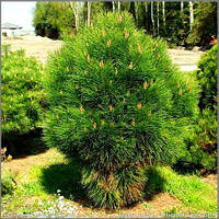 Сосна чорна "Rondello" (Ронделло) С7.5