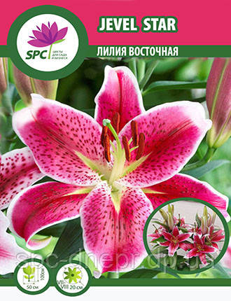Лілія східна Jevel Star