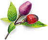 Картридж для розумного саду Перець Чилі фіолетовий Click&Grow, фото 2