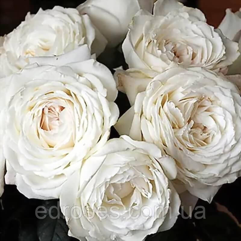 Принцеса Міюки (Princess Miyuki), фото 1