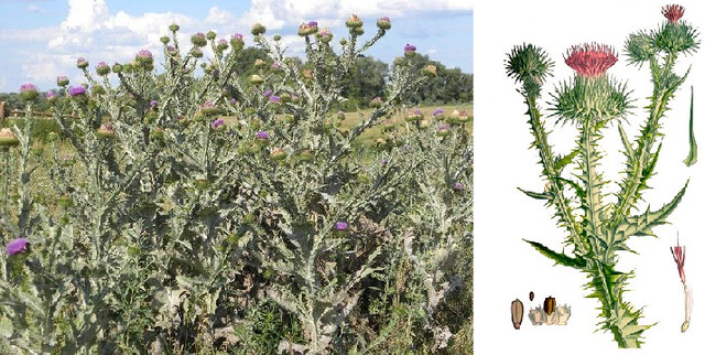 татарник колючий