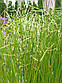 Очерет гострий — Scirpus macronatus, фото 3