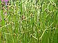 Очерет гострий — Scirpus macronatus, фото 4