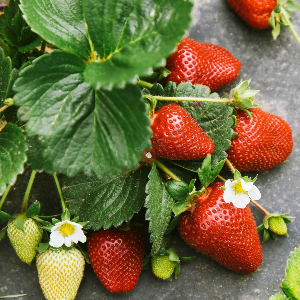 Полуниця " Ольвія " рання, фото 1