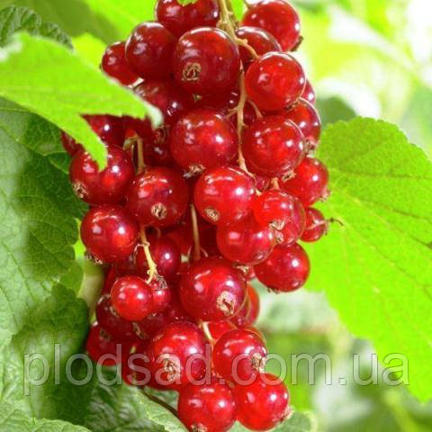 Смородина червона Асора