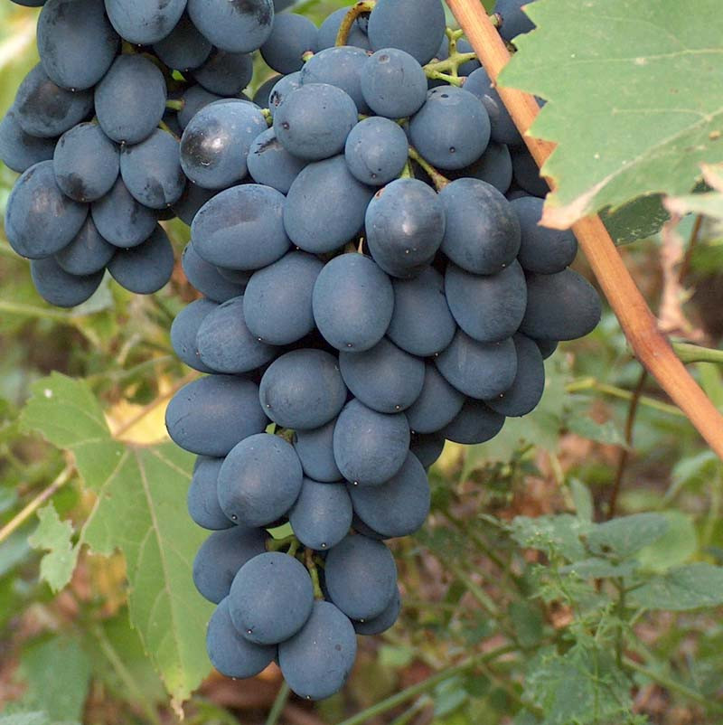 Саджанці винограду Карат - ранній, урожайний, великоплідний