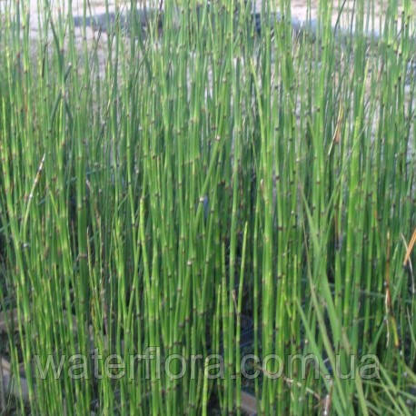 Хвощ зимуючий - Equisetum hyemale