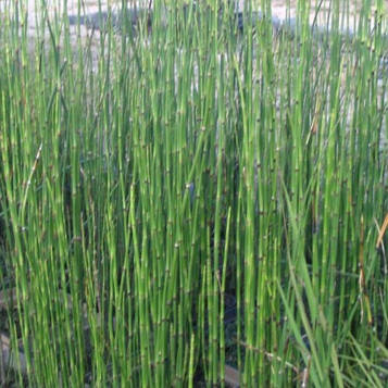 Хвощ зимовий — Equisetum hyemale