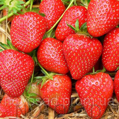 Саджанці полуниці "фріго" сорту "Мальвіна" (Malwina Strawberry)