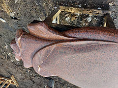 м. Дніпро "Троянда із Лізника" 3