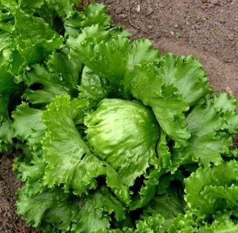 Насіння салату Королева літа