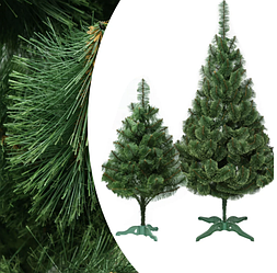 Сосна з пухнастим кінчиком