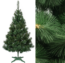 Сосна зелені