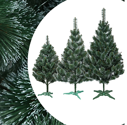 Сосна з білим кінчиком