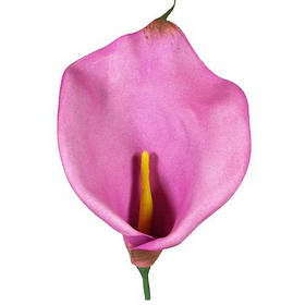 Штучні кали і антуріуми