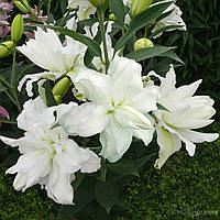 Лілія Боул оф Б'юті (Lilium Bowl Of Beauty) 1 шт.