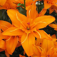 Лілію Регент'с Парк (Lilium Regent's Park) 3 шт.