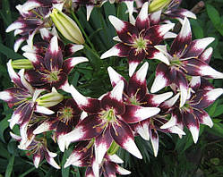 Лілію Страчатела Евент (Lilium Stracciatella Event) 1 ШТ