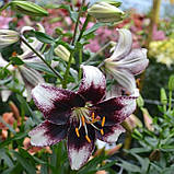 Лілію Страчатела Евент (Lilium Stracciatella Event) 1 ШТ, фото 2