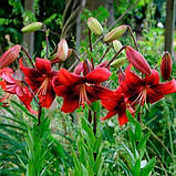 Лілію Строберрі Евент (Lilium Strawberry Event) 5 шт., фото 3