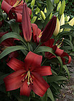 Лілія Тренді Гавана (Lilium Trendy Havana) — 1 шт.