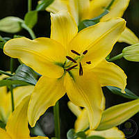 Лілія Єллоу Павер (Lilium Yellow Power) 1 шт.