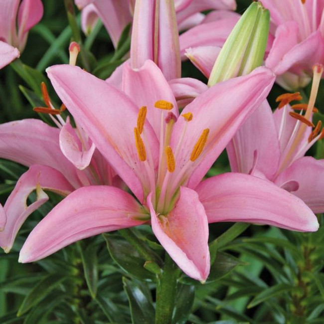 Лілія Сілла (Lilium Silla) 1 шт.