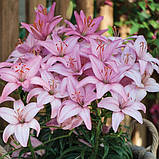 Лілія Сілла (Lilium Silla) 1 шт., фото 3