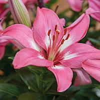 Лілія Розалін (Lilium Rozalynn) — 1 шт.