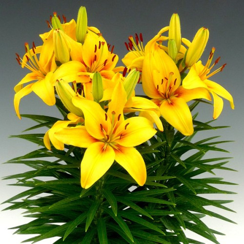 Лілію Ілзе (Lilium Ilse) — 1 шт.