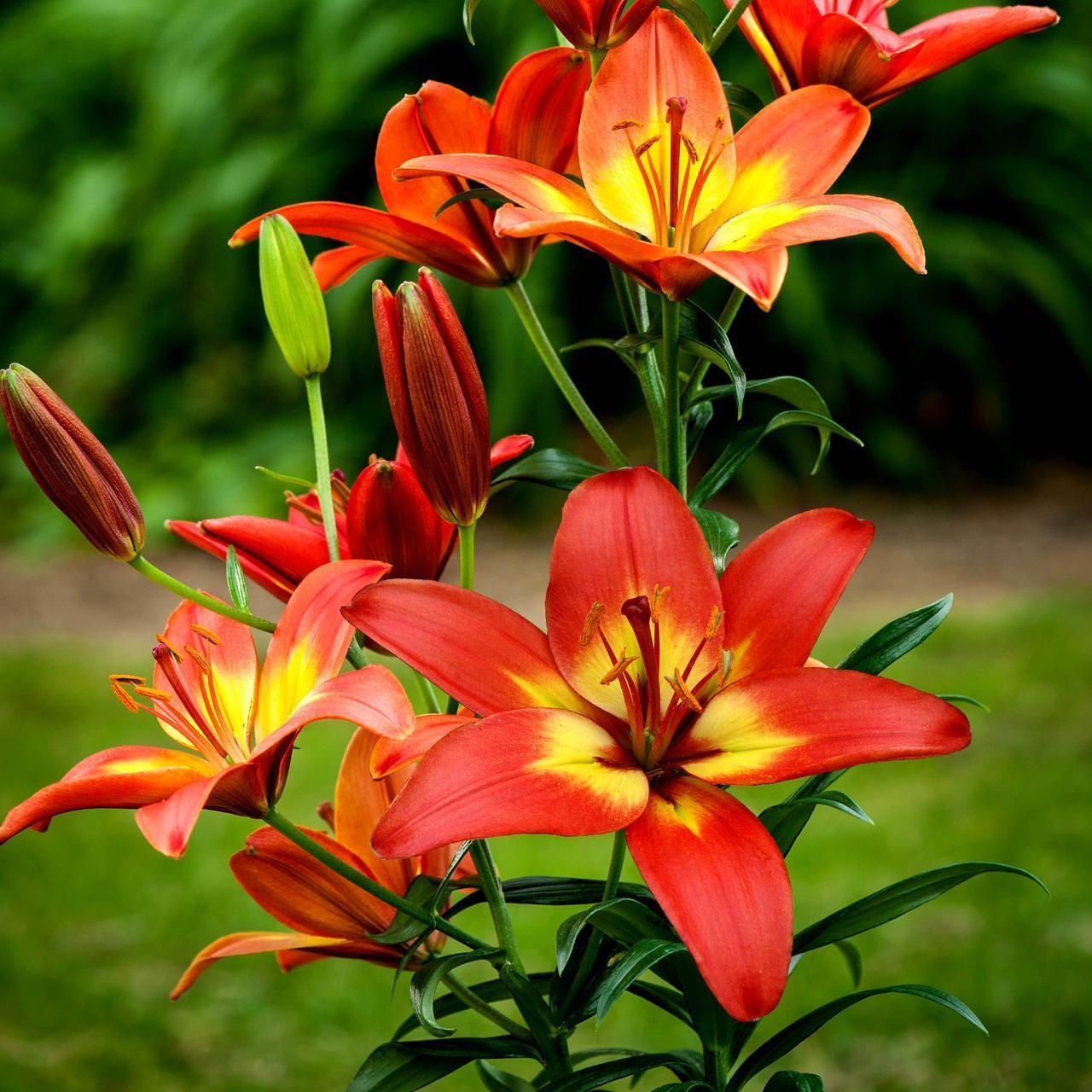 Лілію Форевер Лінійка (Lilium Forever Linda) — 1 шт.
