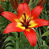 Лілію Форевер Лінійка (Lilium Forever Linda) — 1 шт., фото 2