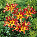 Лілію Форевер Лінійка (Lilium Forever Linda) — 1 шт., фото 3