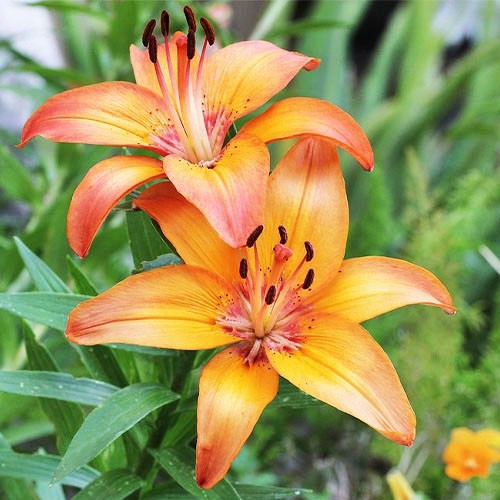 Лілія Єббвілль (Прайд Lilium Abbevilles Pride), фото 1