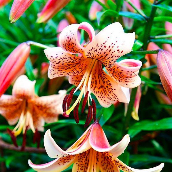 Лілію Тайгер Бейбіз (Lilium Tiger Babies) — 1 шт.
