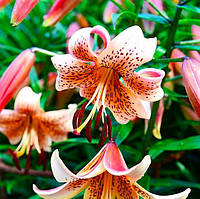 Лілію Тайгер Бейбіз (Lilium Tiger Babies) — 1 шт.