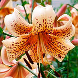 Лілію Тайгер Бейбіз (Lilium Tiger Babies) — 1 шт., фото 2