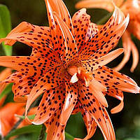 Лілія Флоре Плено (Lilium Flore Pleno) — 1 шт.