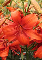 Лілія Флаінг Вінг (Lilium Flying Wing) — 1 шт.