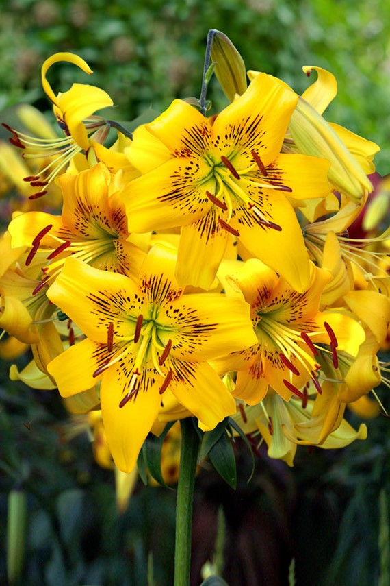 Лілія Єллоу Брюз (Lilium Yellow Bruse) — 1 шт.