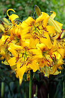 Лілія Єллоу Брюз (Lilium Yellow Bruse) — 1 шт.